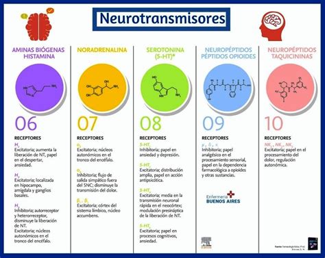 Resumen Clar Simo De Los Neurotransmisores Funciones Y Caracter Sticas
