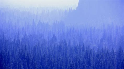 1366x768 Forest Trees Blue Tone 5k 1366x768 Resolution Hd 4k Wallpapers