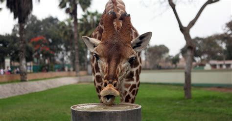 Facebook Taken Over By Giraffe Pictures As Riddle Spreads Around Social