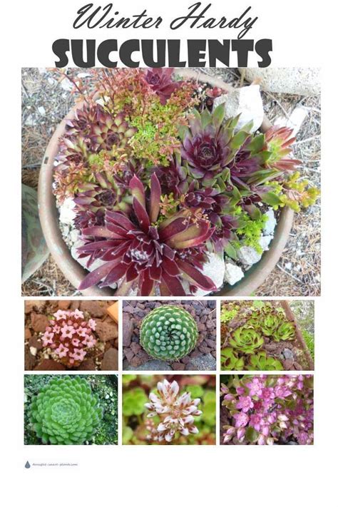 These winter blooming houseplants provide some much needed colour when all you see is white they may not bloom, but i feel like a brightly coloured collection of succulents is almost as good. Winter Hardy Succulents - I like #4 the best ...