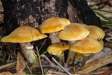 Australian Honey Fungus Armillaria Luteobubalina Western Australian