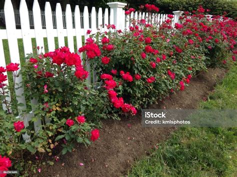Roses Along The Fence Stock Photo Download Image Now Bush Color