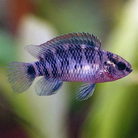 Badis: Tropical Fish for Freshwater Aquariums | Tropical fish aquarium, Aquarium fish, Tropical fish