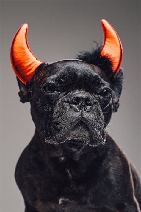 Amusing French Bulldog With Devil Horns Against Gray Background Stock
