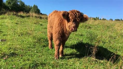 Scottish Highland Cattle In Finland Fluffy Calves Chilling At The