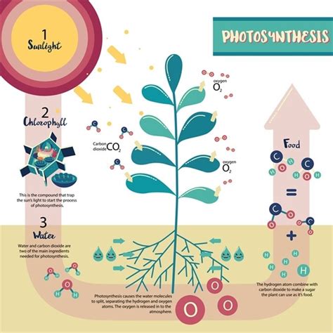 Gen Bio H Photosynthesis Diagram Quizlet
