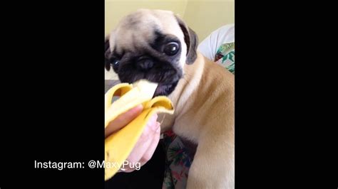 Pug Eating Banana Pug Comendo Banana Youtube