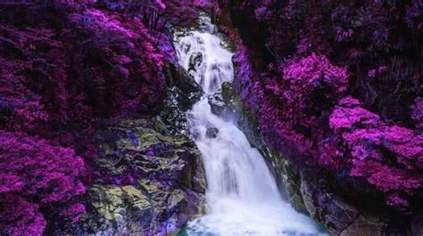 Rushing Wateralls Surrounded By Lush Purple Trees Waterfall Purple