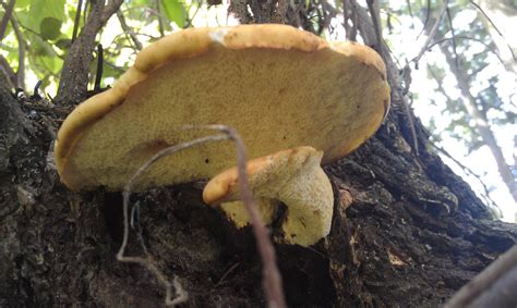 Need Help Identifying Yellow Mushrooms Mushroom Hunting