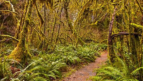 What Are Some Abiotic Factors In A Temperate Rain Forest Sciencing