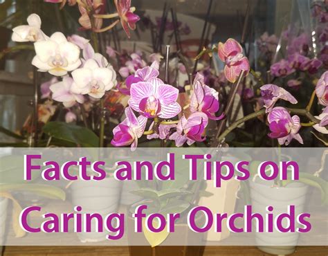 Orchid Care Tips Agway Of Cape Cod