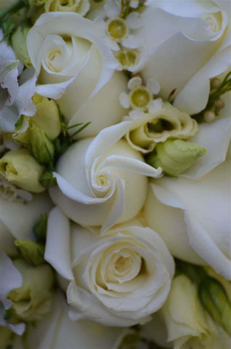 Ivory Roses You Cannot Go Wrong With These Beauties Ivory Roses