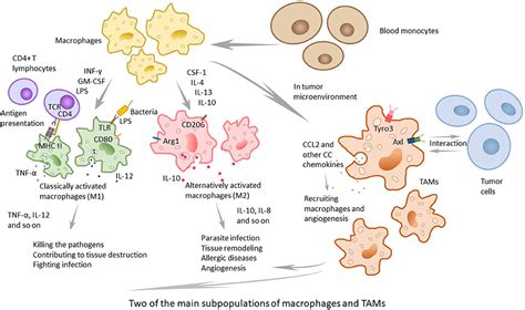 Frontiers Tumor Associated Macrophages Recent Insights And Therapies