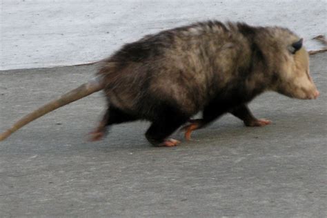 Run Possum Run This Silly Thing Was Walking Across A Dri Flickr