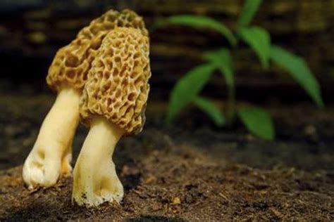 Morel Mushrooms Stuffed Mushrooms Wild Mushrooms Wild Edibles