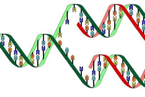 Soal UAS Biologi Replikasi DNA Halaman All Kompas Com