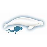 Whale Beluga Clipart Minke Arctic Compared Whales