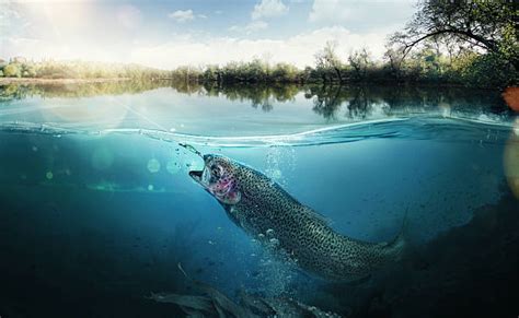 Fishing Pictures Images And Stock Photos Istock