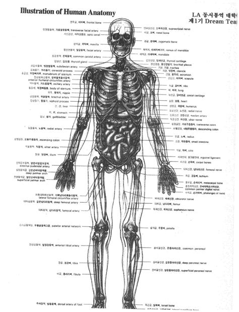 Just click on the thumbnails to see the full versions of the pics. Advanced Anatomy of the Human body. Taken from LA ...