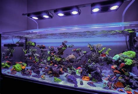 Jourdys 90 Gallon Reef Tank Will Add A Burst Of Color To Your Day