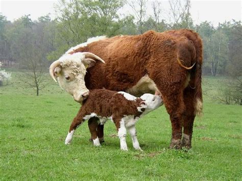 Koe Met Kalf Raising Cattle Cattle Cow
