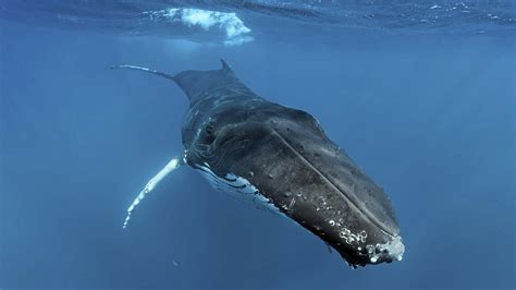 Devasa Boyutlardaki Balinalar Neden İnsanları Yutamaz Webtekno