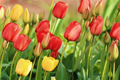 Tulipanes Flores Campo De Foto Gratis En Pixabay Pixabay