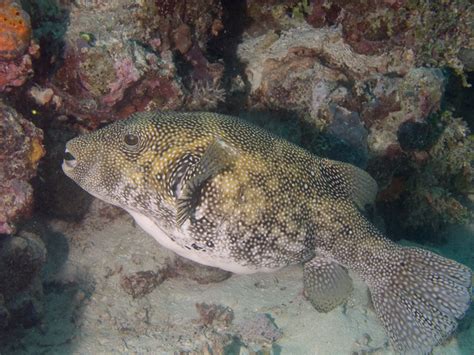 Photo Of Blue Spotted Puffer At Unnamed Site Great Barrier Reef