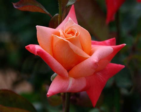 Patrick is a cross of the apricot hybrid tea rose brandy (seed parent) and the medium yellow grandiflora rose gold medal (pollen parent). GardensOnline: Rosa Hybrid Tea Group - Modern hybrid