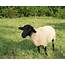 Dorper Sheep Characteristics And Breed Overview