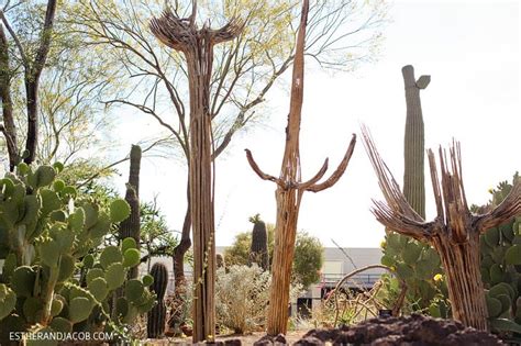 Holiday lights at ethel m cactus garden. Ethel M Chocolate Factory and Botanical Cactus Gardens ...