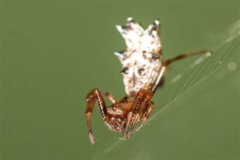 Spiders In Virginia Species And Pictures C2b
