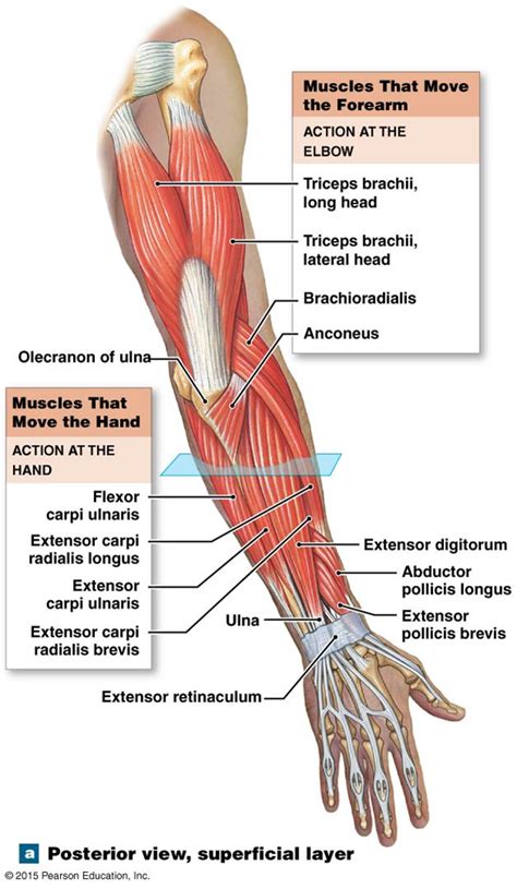 Diagram Of The Muscles In The Forearm Forearm Anatomy Muscles Anatomy