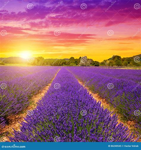 Lavender Fields In Provence At Sunset Stock Image Image Of Fragrance