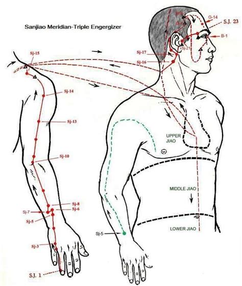 Triple Heater Meridian Acupuncture Points Chart Reflexology Points Acupressure Points Lymph