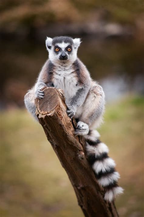 The Ring Tailed Lemur Lemur Catta Sitting On A Branch Portrait Of A