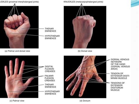 Wrist And Hand Examination