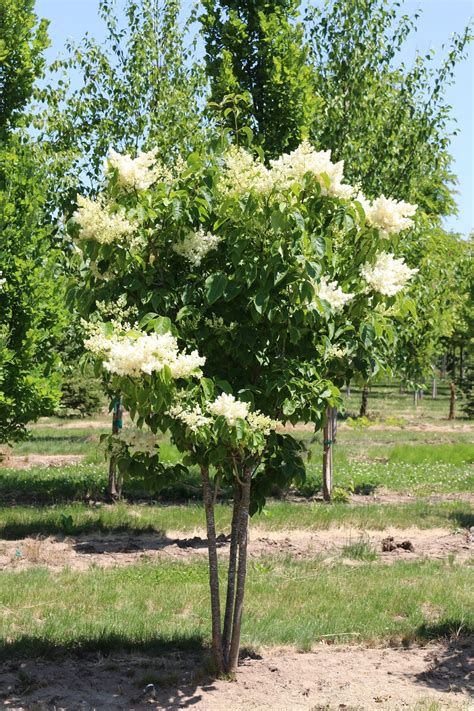 Suggest as a translation of a clump of trees copy forests and trees on farms represent a vital source of food for many of the world's poorest. Lilac, Japanese Tree Ivory Silk® - TheTreeFarm.com