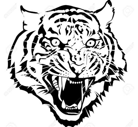 Black And White Tiger Drawings Black And White Tiger Drawing At