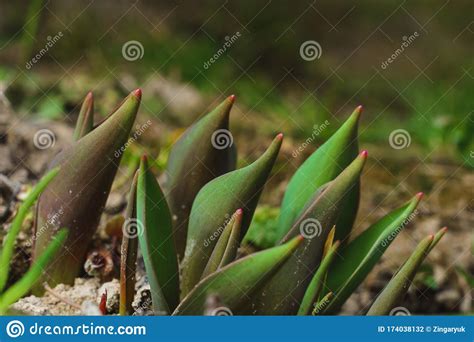 In The Garden On The Garden Closeup Of Tulip Leaves Stock Photo Image