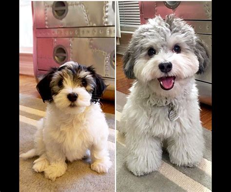 28 Beautiful Havanese Puppies For Sale Near Me | Puppy Photos