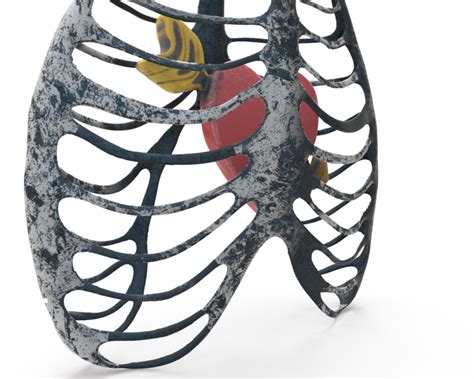 3d ribcage model on behance. Rib cage download free clip art with a transparent ...