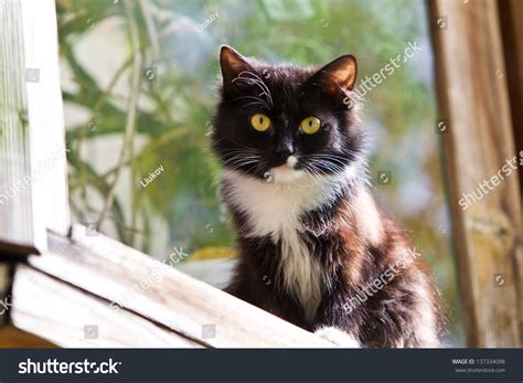 Cat Sitting On The Window Stock Photo 137334098 Shutterstock