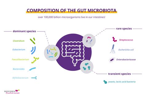 The Gut Microbiota Content For The Lay Public Microbiota Institute
