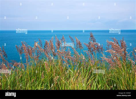 A Simple Image Of Coastal Grasses With The Blue Sea And Horizon Beyond