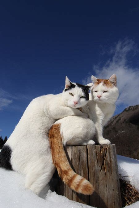 Cats In Snow Shironeko L Love Shiro One