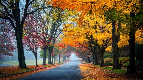 Road Between Yellow Orange Green Autumn Fall Leaves Garden Background