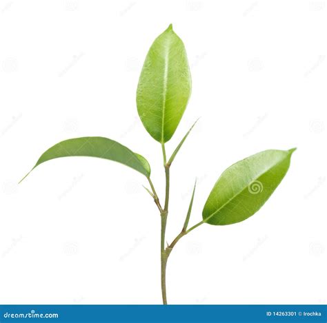 Green Plant Leaves And Stem Stock Image Image 14263301