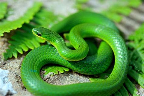 Smooth Green Snake Green Snake Snake Snake Facts