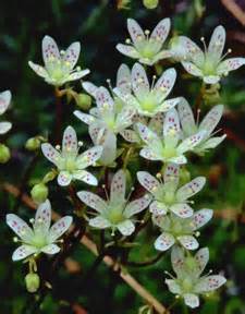 Trail ridge road, the highest road in any national park, transports you to this realm of open sky where you'll find tiny but brilliant flowers and a harsh climate. White Flowers - Rocky Mountain National Park (U.S ...